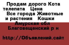  Продам дорого Кота-телепата › Цена ­ 4 500 000 - Все города Животные и растения » Кошки   . Амурская обл.,Благовещенский р-н